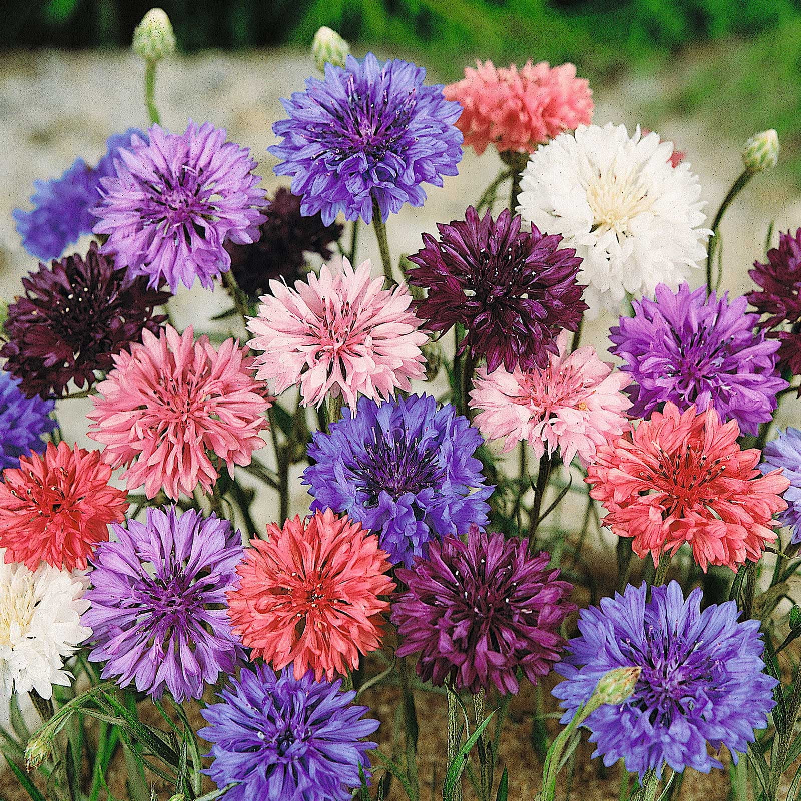 Cornflower / Bachelor Button Seeds - Dwarf Mix - 1/4 Pound - Blue/White/Pink Flower Seeds,  Heirloom Seed  Attracts Bees, Attracts Butterflies, Attracts Pollinators, Edible, Extended Bloom Time