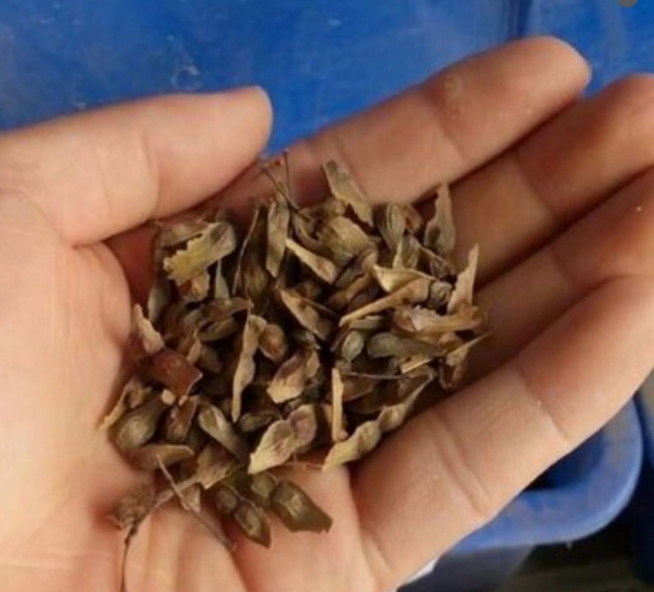 80 Seeds Red Maple Outdoors Maple Tree Seeds Acer rubrum Fresh 2024