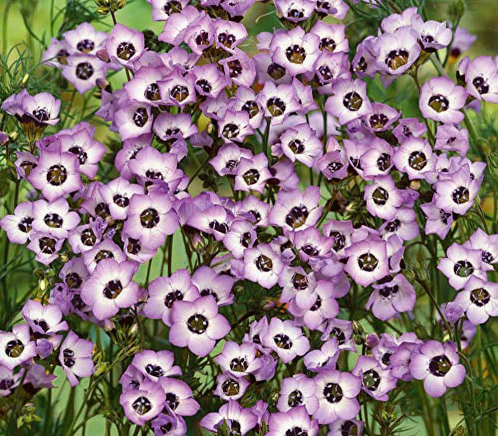Gilia Birds-Eye Flower Seeds, 2500 Heirloom Seeds Per Packet, Non GMO Seeds, Gilia Tricolor
