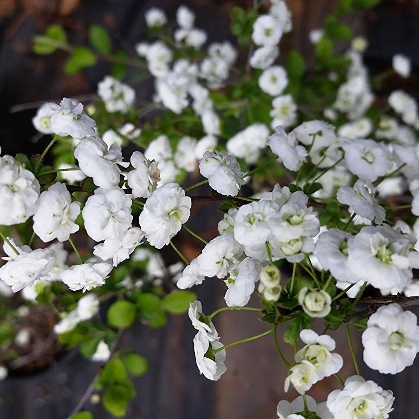 Pixies Gardens Spirea Prunifolia 2 Gallon