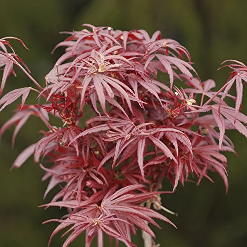 Kurenai Jishi Dwarf Japanese Maple 1 - Year Live Plant