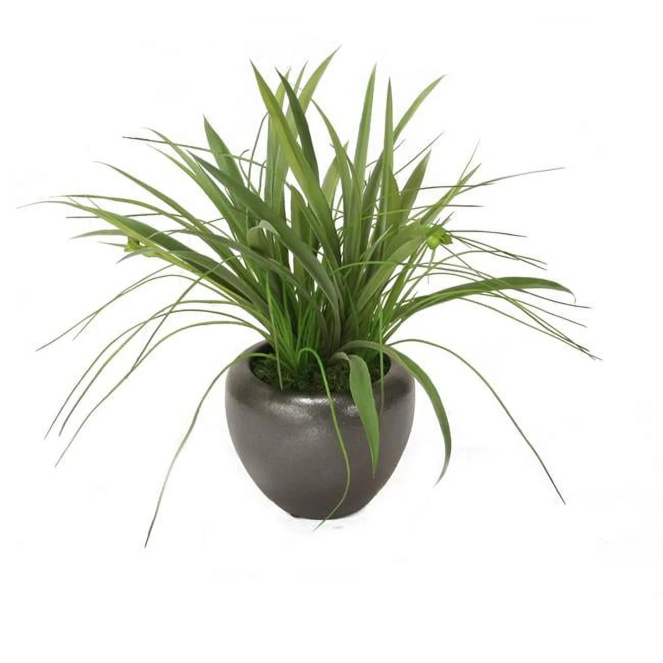 Unisex Grass in Dark Bronze Planter - Green