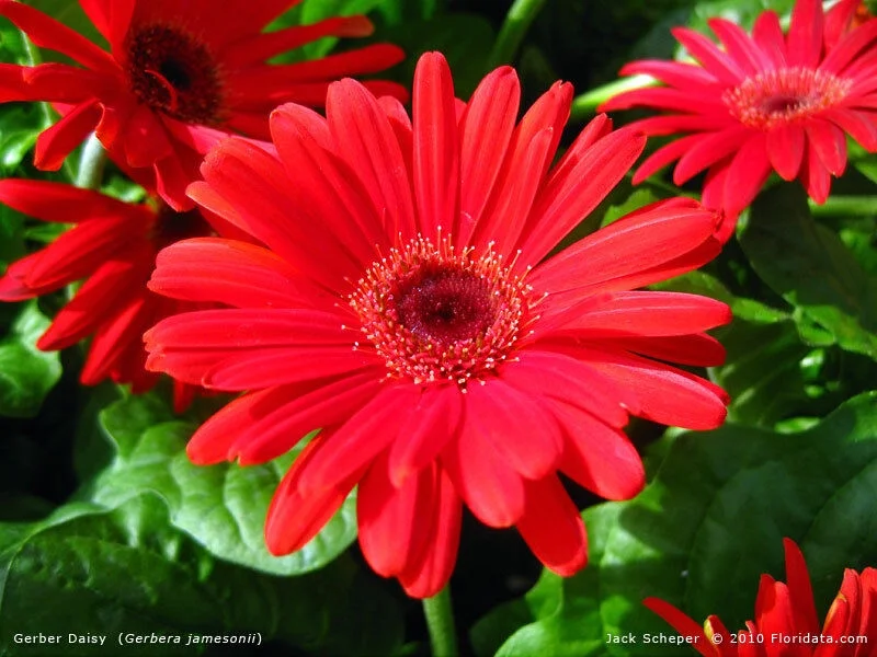 10+ GERBERA CALIFORNIA GIANTS MIX / RARE TALL EXOTIC, FAST FLOWER SEEDS