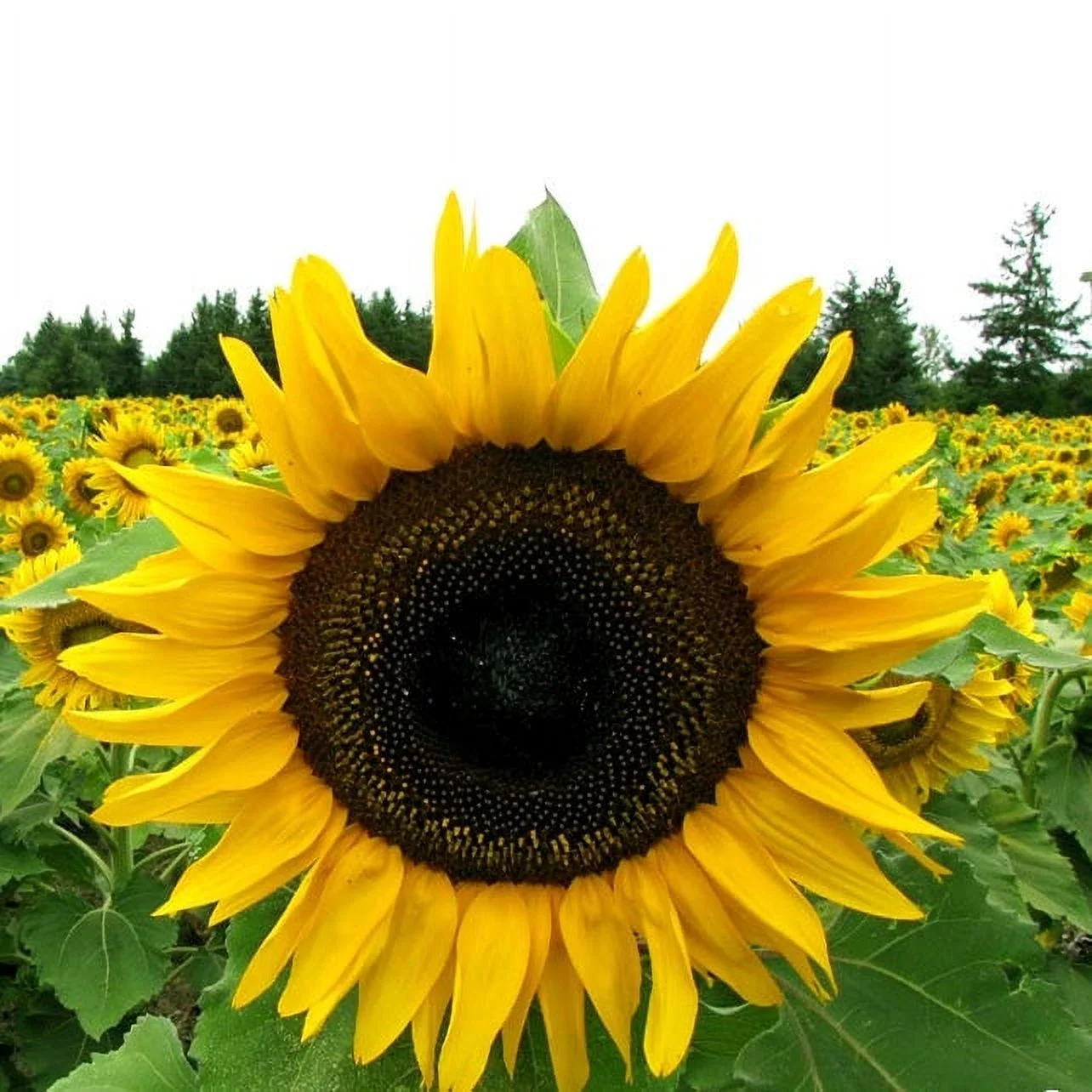 Sunflower Seeds (Organic) - Mammoth Grey-Stripe - Packet - Yellow Flower Seeds,  Open Pollinated Seed, Organic Seed  Attracts Bees, Attracts Butterflies, Attracts Pollinators