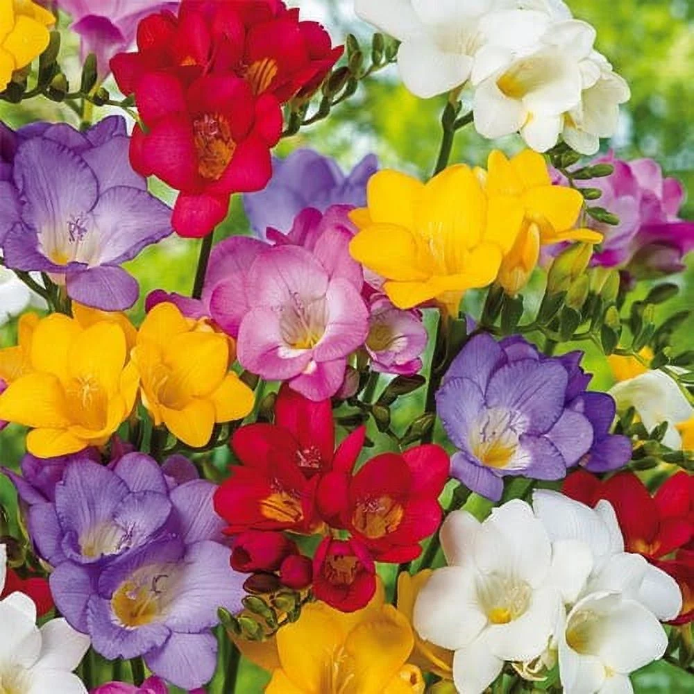 Single Mix Freesia (15 Bulbs) - Flourishing Venture