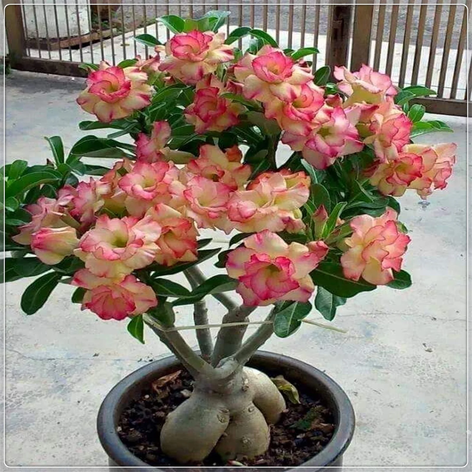 Desert rose plant live Desert Rose Tubers Bulbs Bulk Flower Plant Planted Lovely Perennial Can Grow Well in Flower Pots Gifts
