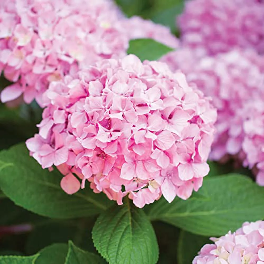 Garden State Bulb Pink Beauty Hydrangea Shrub, Live Bare Root (Bag of 1)