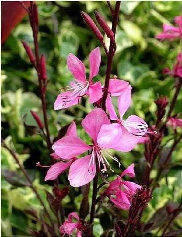 Pink Fountain Whirling Butterflies Perennial - Gaura - Gallon Pot