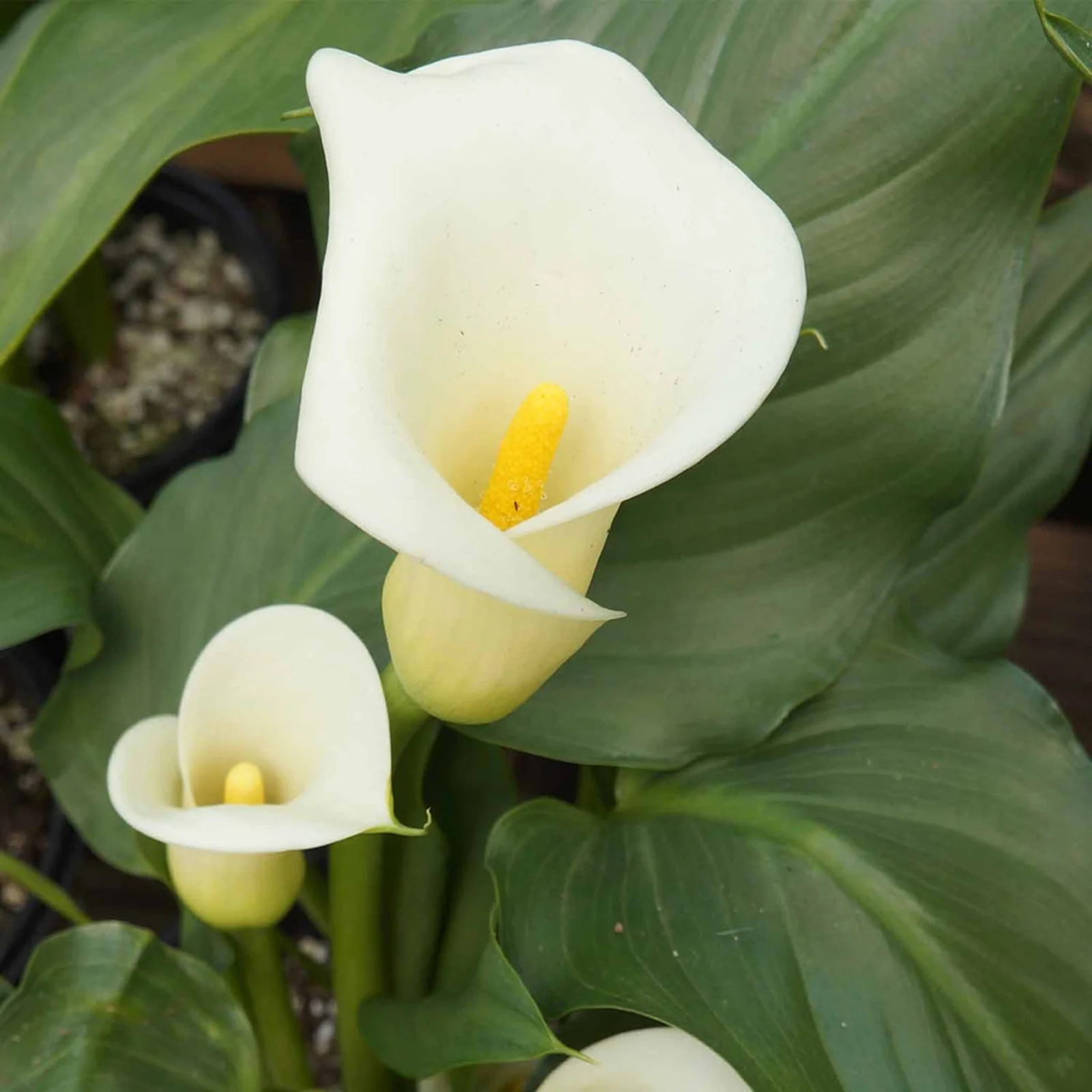 Calla Lily Bulbs, Easy To Care For, Calla Lily Bulbs For Planting, The Flowers Are Large And Beautiful, Calla Lily Plants,Thrive In A Variety Of Conditions.Suitable For Flower Arrangements,