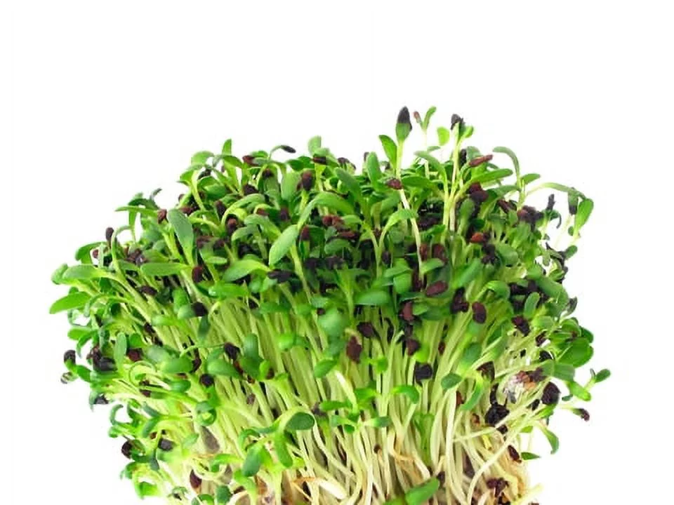 Certified Organic Alfalfa Sprouting Seed  4 Oz - OrOlam Brand - High Sprout Germination- Edible Seeds, Gardening, Hydroponics, Growing Salad Sprouts, Planting, Food Storage & More