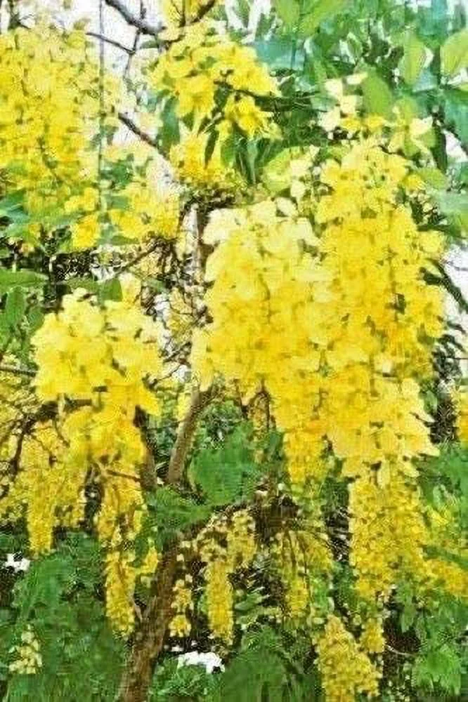 Golden Shower Tree Gold Rush Yellow Cassia Fistula Flower jocad (15 Seeds)