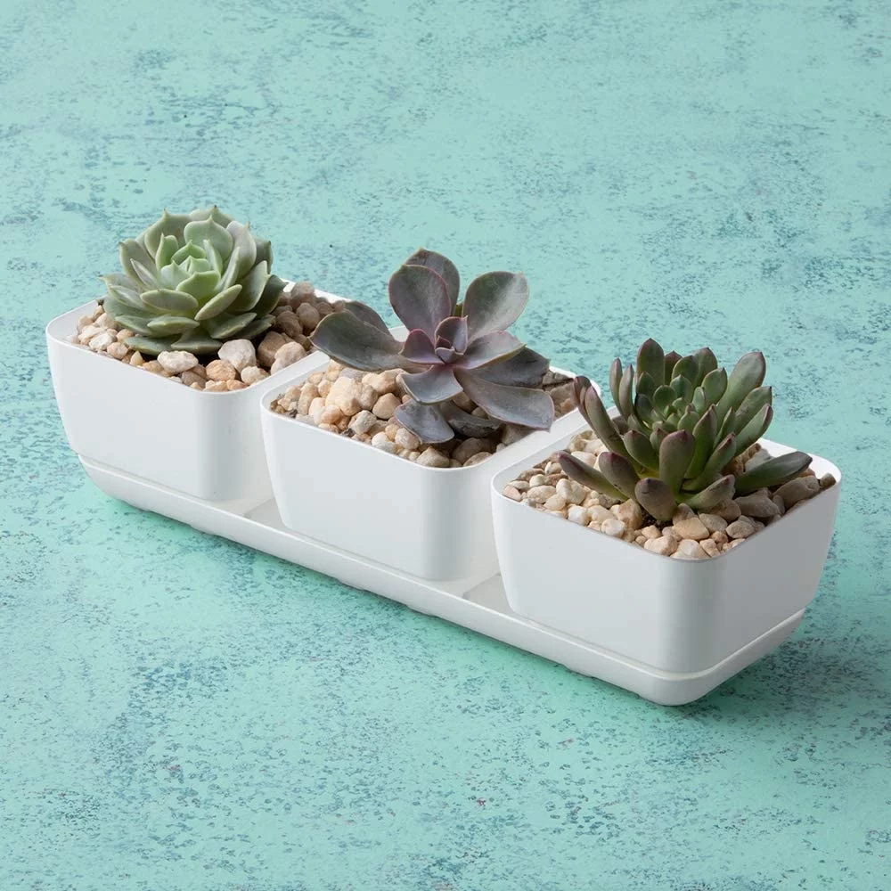 Novelty Herb & Succulent Trio Planter/Plastic Flower Pot, White, 12