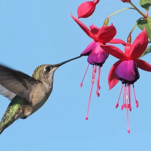 QAUZUY GARDEN 200 Red Violet Fuchsia Seeds for Planting, Non-GMO & Heirloom Perennial Potted Hanging Flowers for Home Hanging Baskets Plant Bonsai Attract Hummingbirds