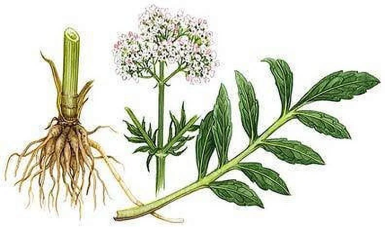 Live Valerian Plant - (Valeriana officinalis)