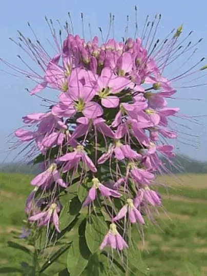 25 ky Mountain Bee Plant Flower Seeds