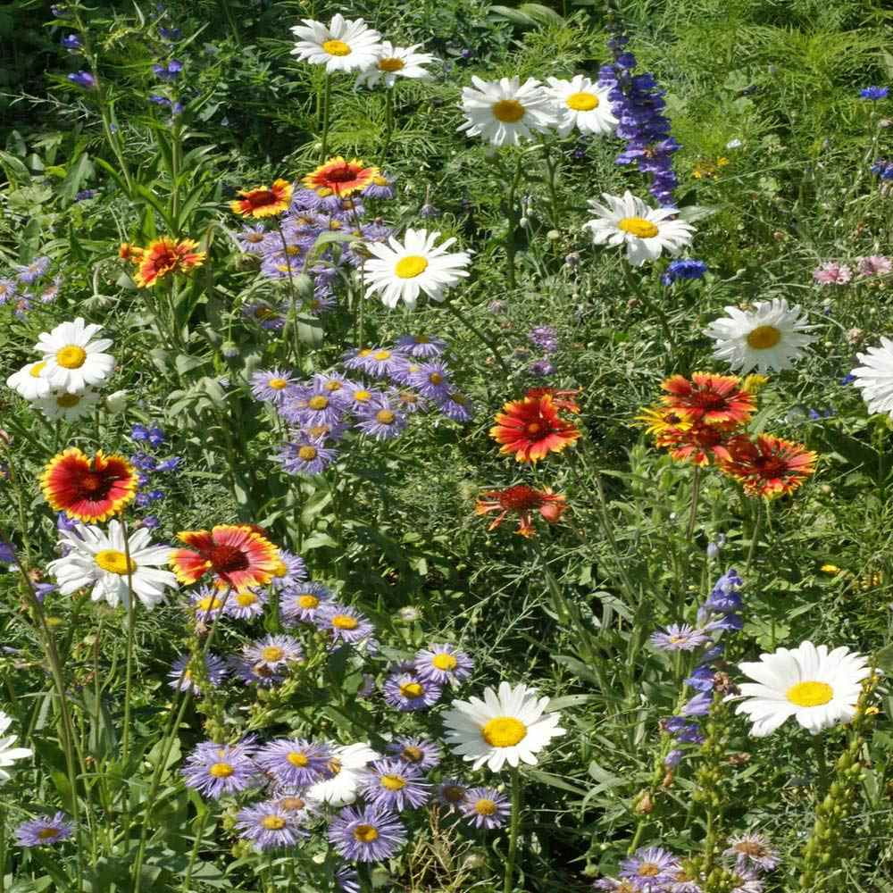 Outsidepride Mountain Wildflower Flower Seed Mix - 1/4 LB