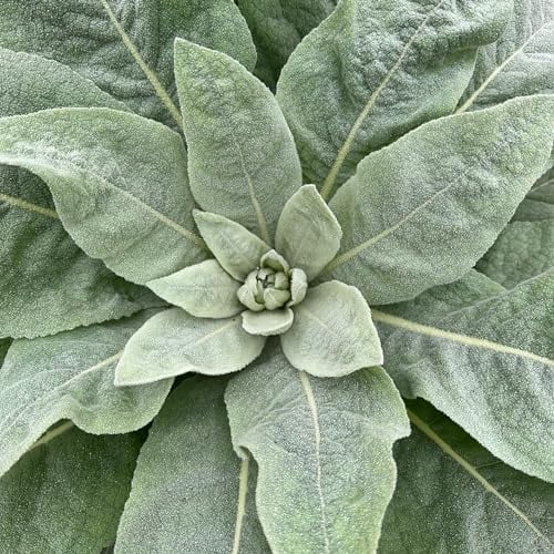 Great/Common Mullein Seeds (Verbascum thapsus) Seeds - Pack of 250, Certified Organic, Non-GMO, Open Pollinated, Untreated Herb Seeds for Planting – from USA
