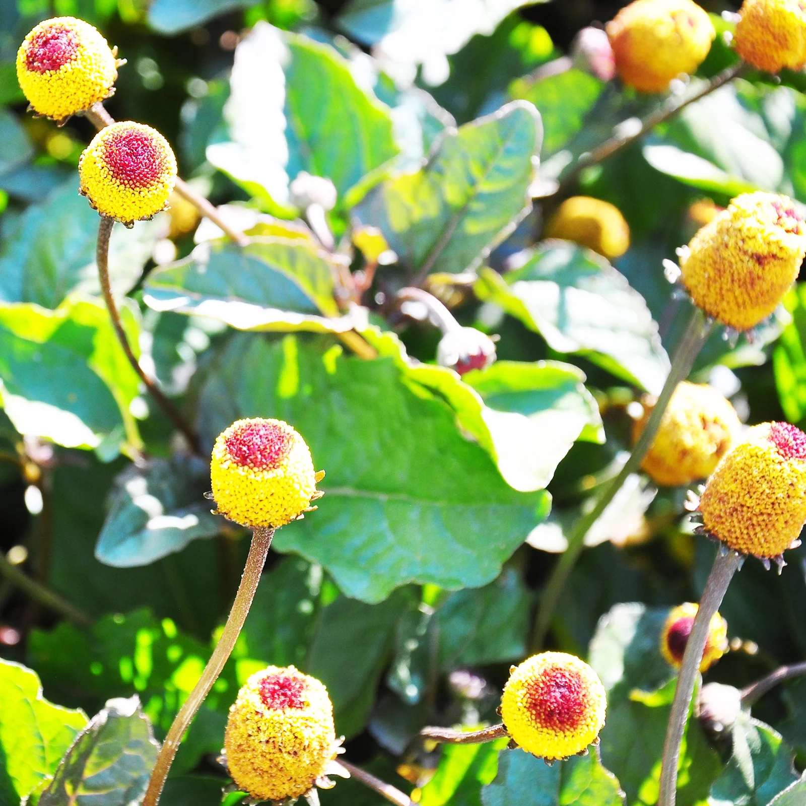 Paracress Seeds - 250 Mg ~1000 Seeds - Non-GMO Medicinal Herb Garden & Microgreens Seeds - AKA: Toothache Plant, Electric Daisy, Eyeball Plant, Peek-A-Boo, Electric Buttons