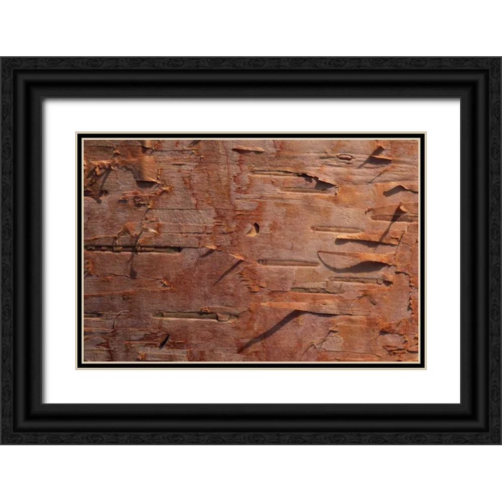 Bush, Marie 18x13 Black Ornate Wood Framed with Double Matting Museum Art Print Titled - USA, Vermont Birch bark close-up