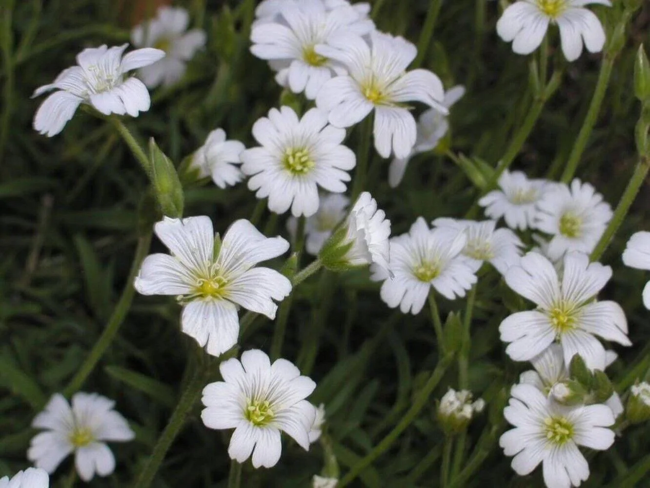1500 SNOW IN SUMMER (Chickweed) Cerastium Biebersteinii Flower Seeds