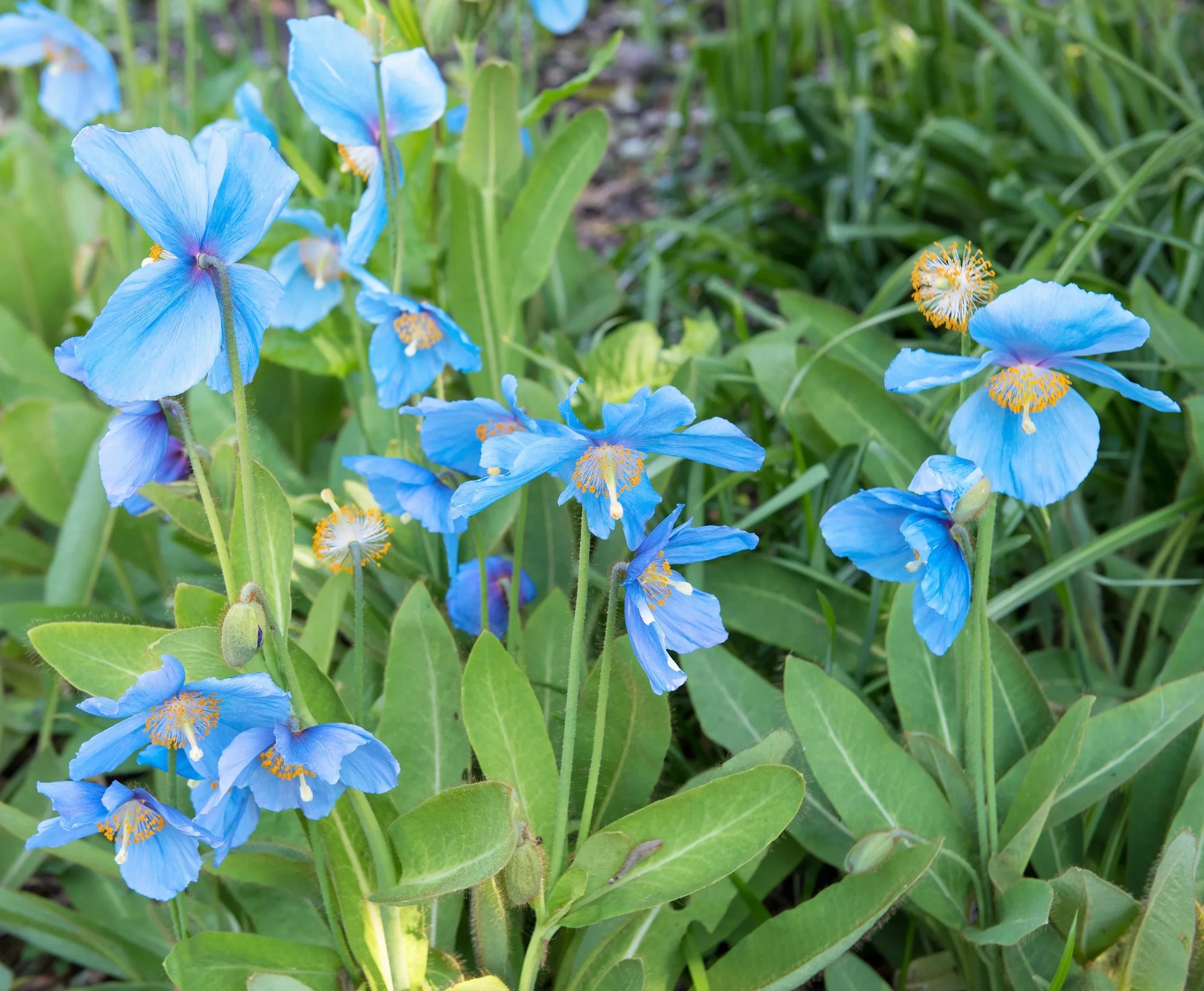 10 BLUE HIMALAYAN POPPY Tibetan Meconopsis Betonicifolia Flower Seeds