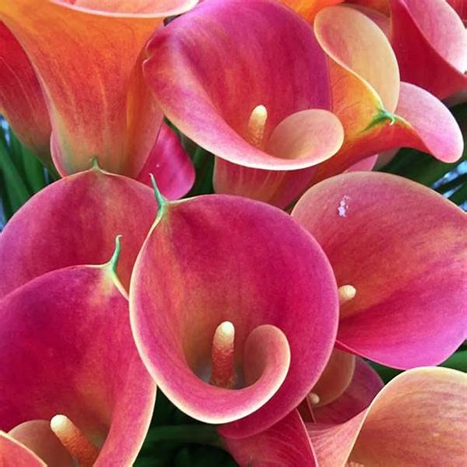Calla Lily Bulbs, Easy To Care For, Calla Lily Bulbs For Planting, The Flowers Are Large And Beautiful, Calla Lily Plants,Thrive In A Variety Of Conditions. Suitable For Flower Arrangements,