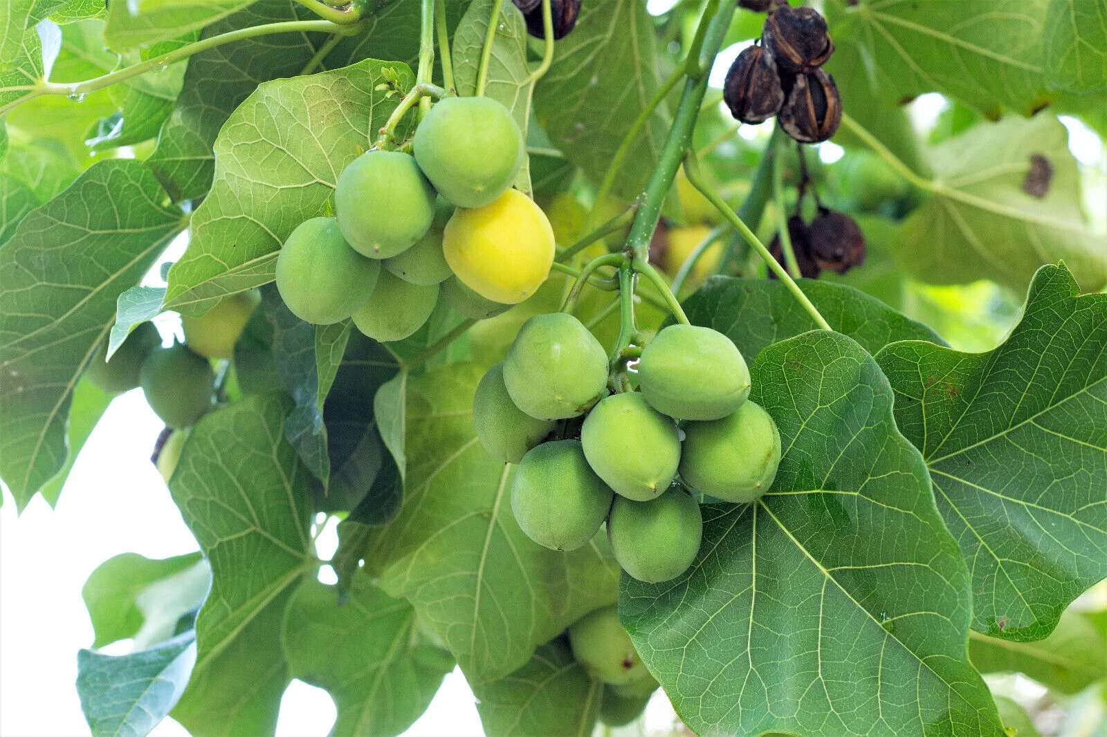 5 PHYSIC NUT Barbados Purging JATROPHA Curcas Tree Seeds BIO-DIESEL *Comb S/H