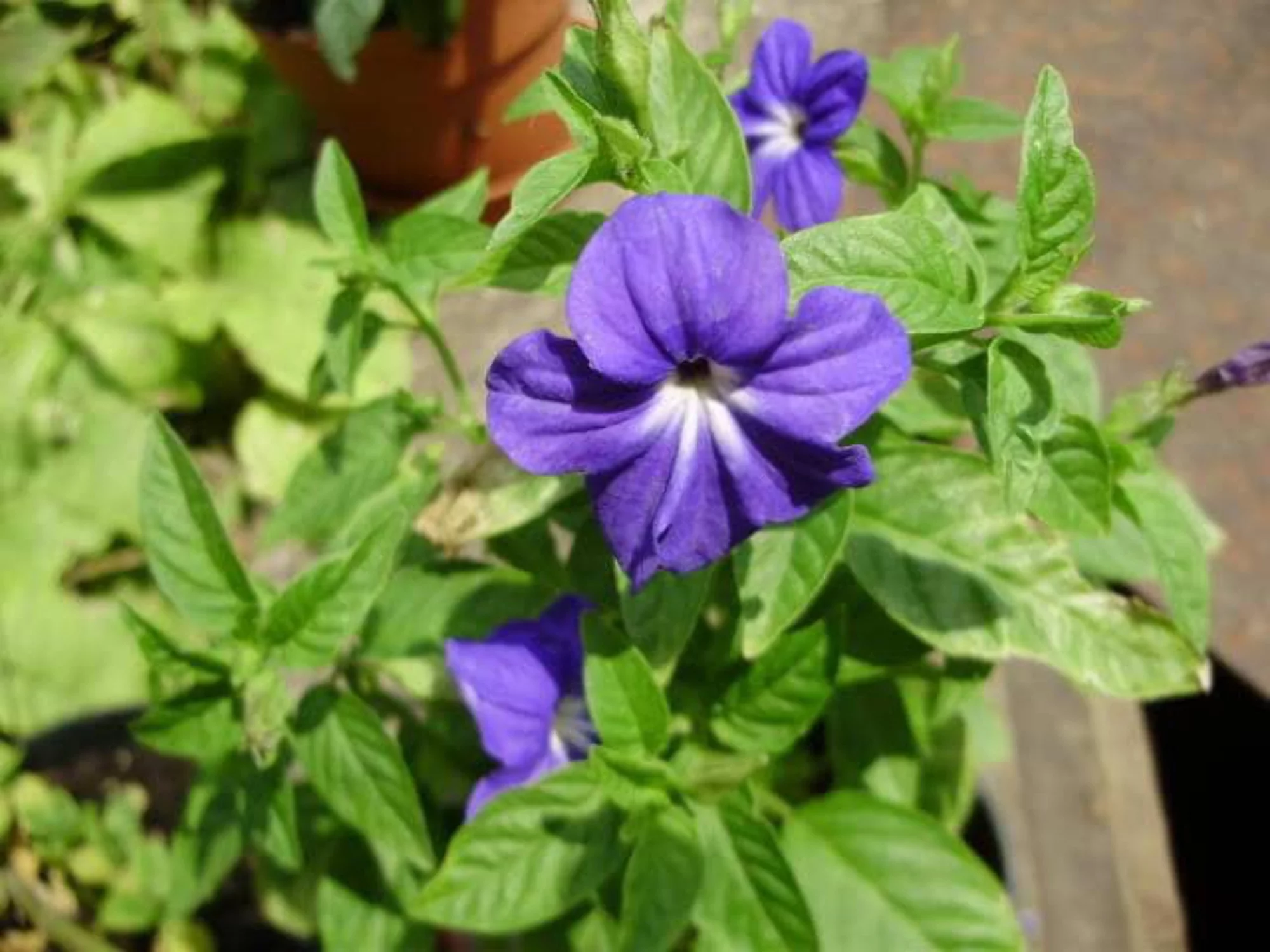 50 BROWALLIA (Amethyst Flower / Bush Violet) Browallia Americana Flower Seeds