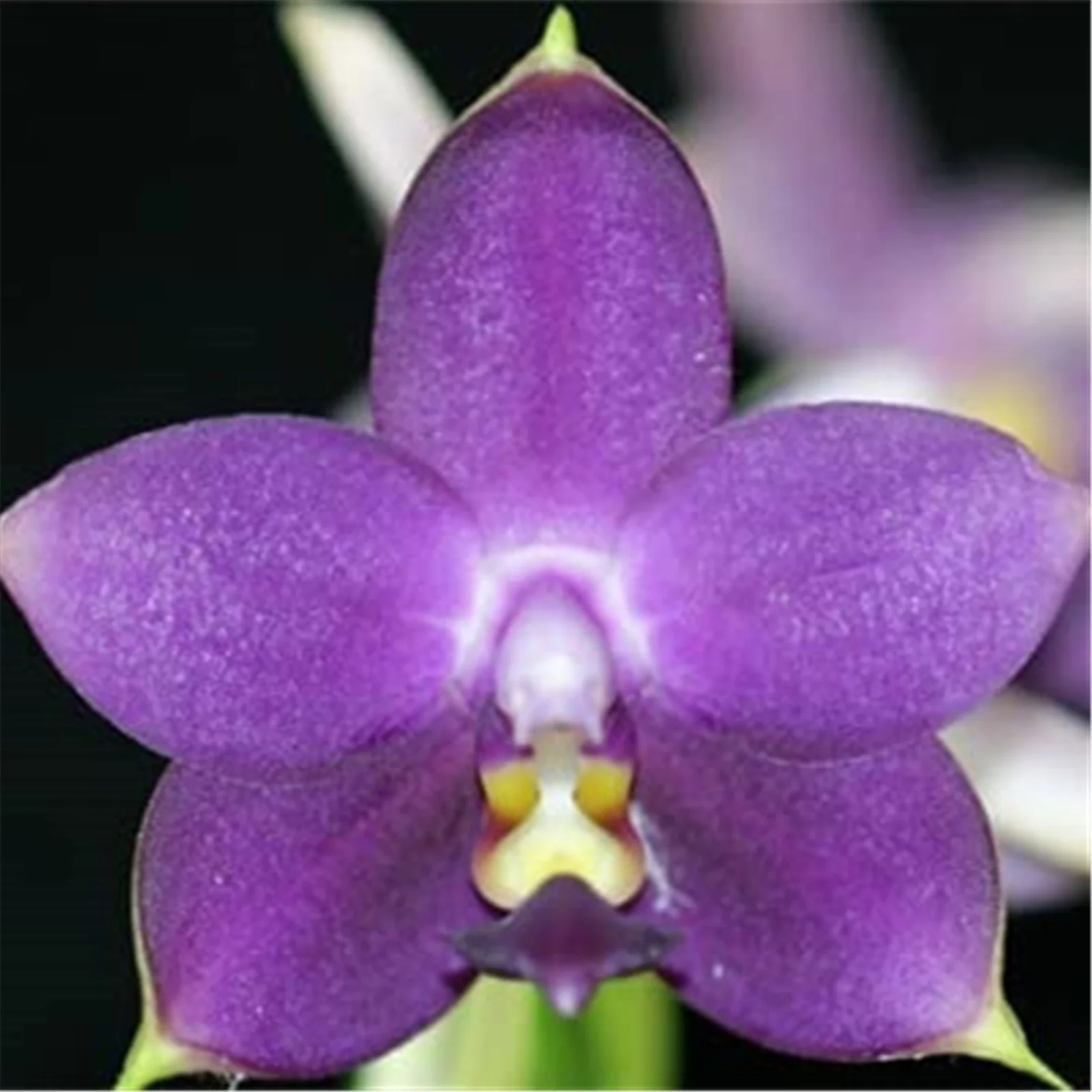 Cymbidium Plants,Cymbidium Plants Outdoor,Natural Large Indoor Plants, Gardeners Can Plant Easily,Cymbidium Plants Live In Bloom,Cymbidium Bulbs,Cymbidium Bulbs For Planting,Cold And Drought Tolerant