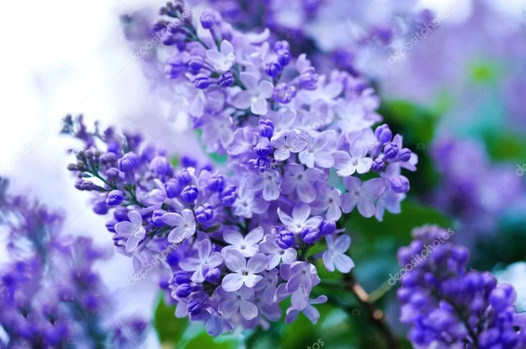 50 Mixed Lilac Seeds Extremely Fragrant Japanese Tree Lilac Shrub Syringa Vulgaris