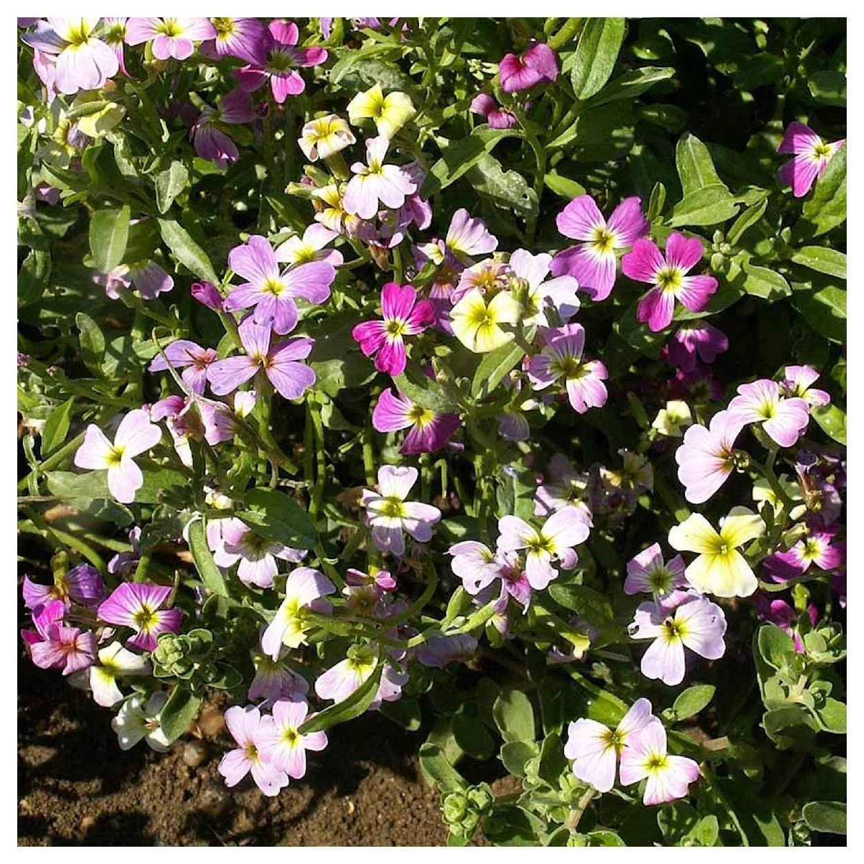 Everwilde Farms - 2000 Virginia Stock Garden Flower Seeds - Gold Vault Jumbo Bulk Seed Packet