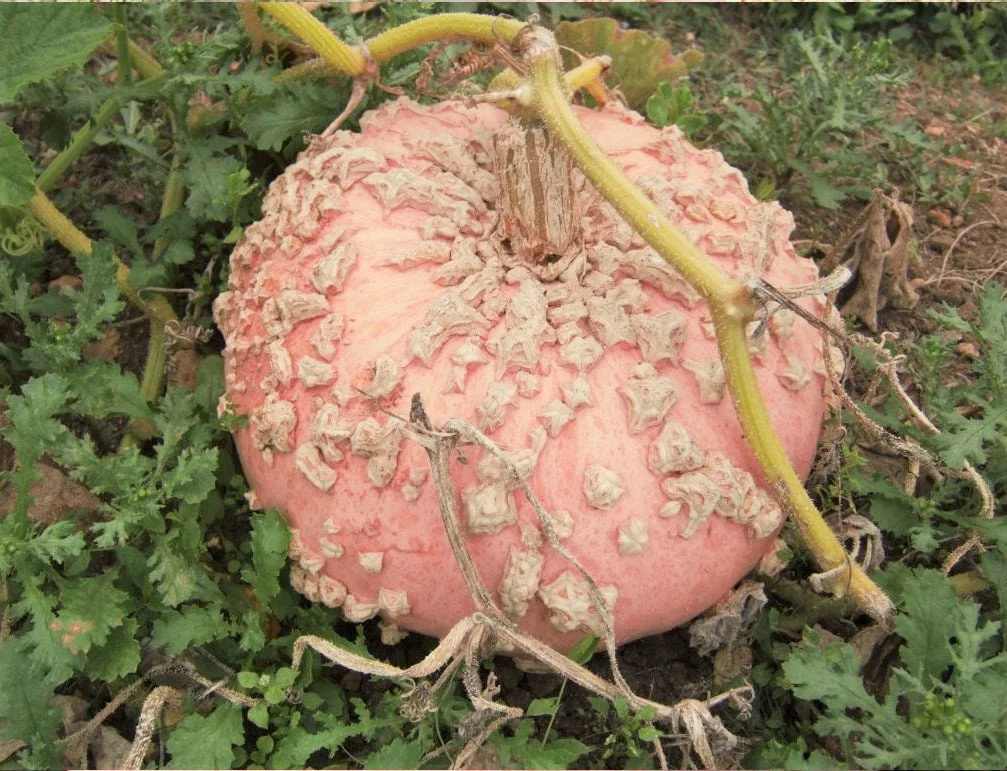 TomorrowSeeds - Peanut Pumpkin (Galeux d'Eysines) Seeds - 30+ Count Packet - Warty Goblin French Halloween Pumpkins Winter Squash Vegetable Seed For 2024 Season