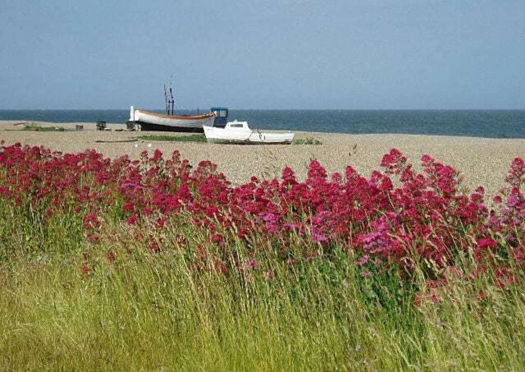 50 RED JUPITER'S BEARD Valerian Keys of Heaven Centranthus Ruber Flower Seeds
