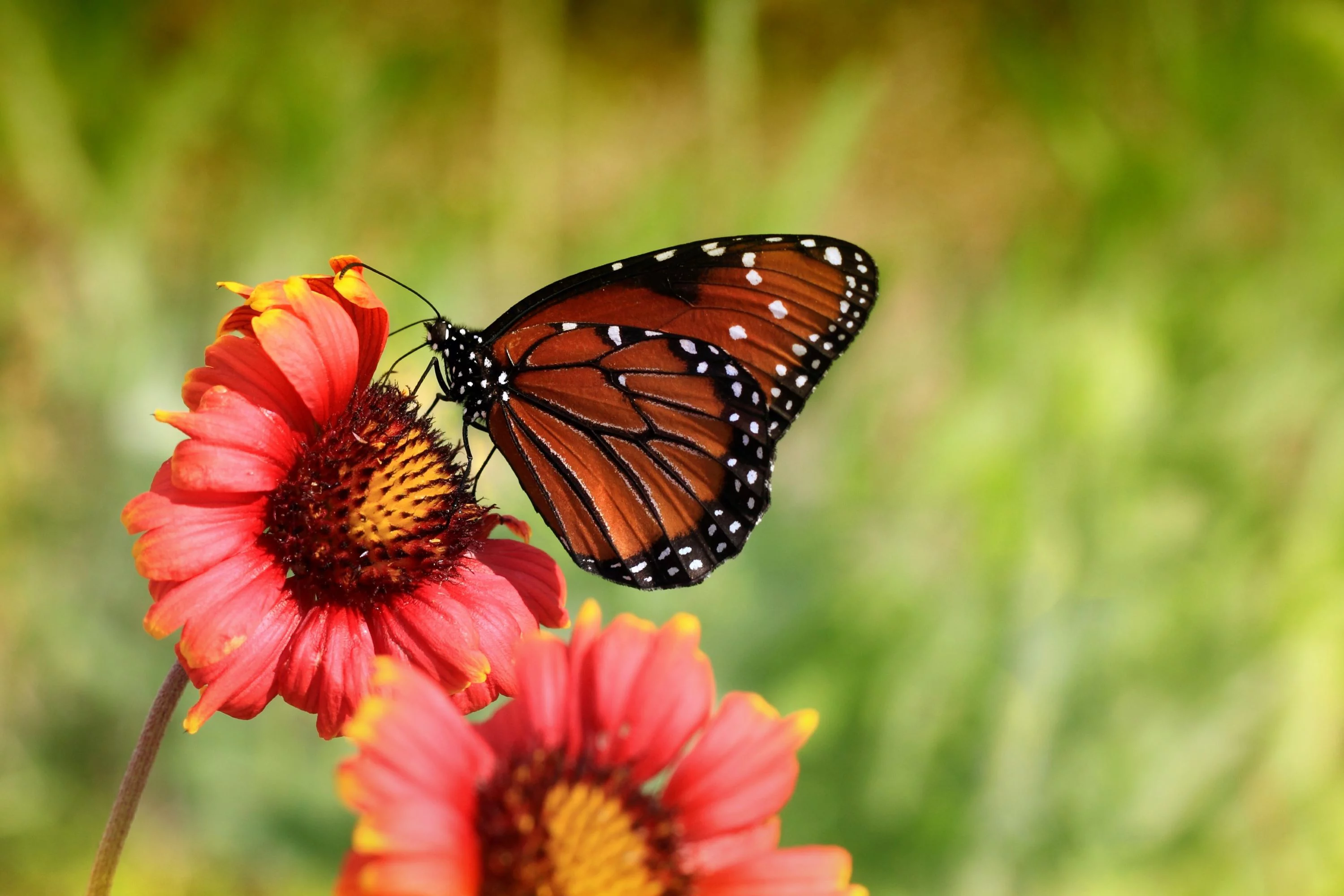 Indian Blanket Flower Seeds/ Perennial/ Full Sun/300 Seeds 1 Gram/ Zellajake Farm and Garden - B156