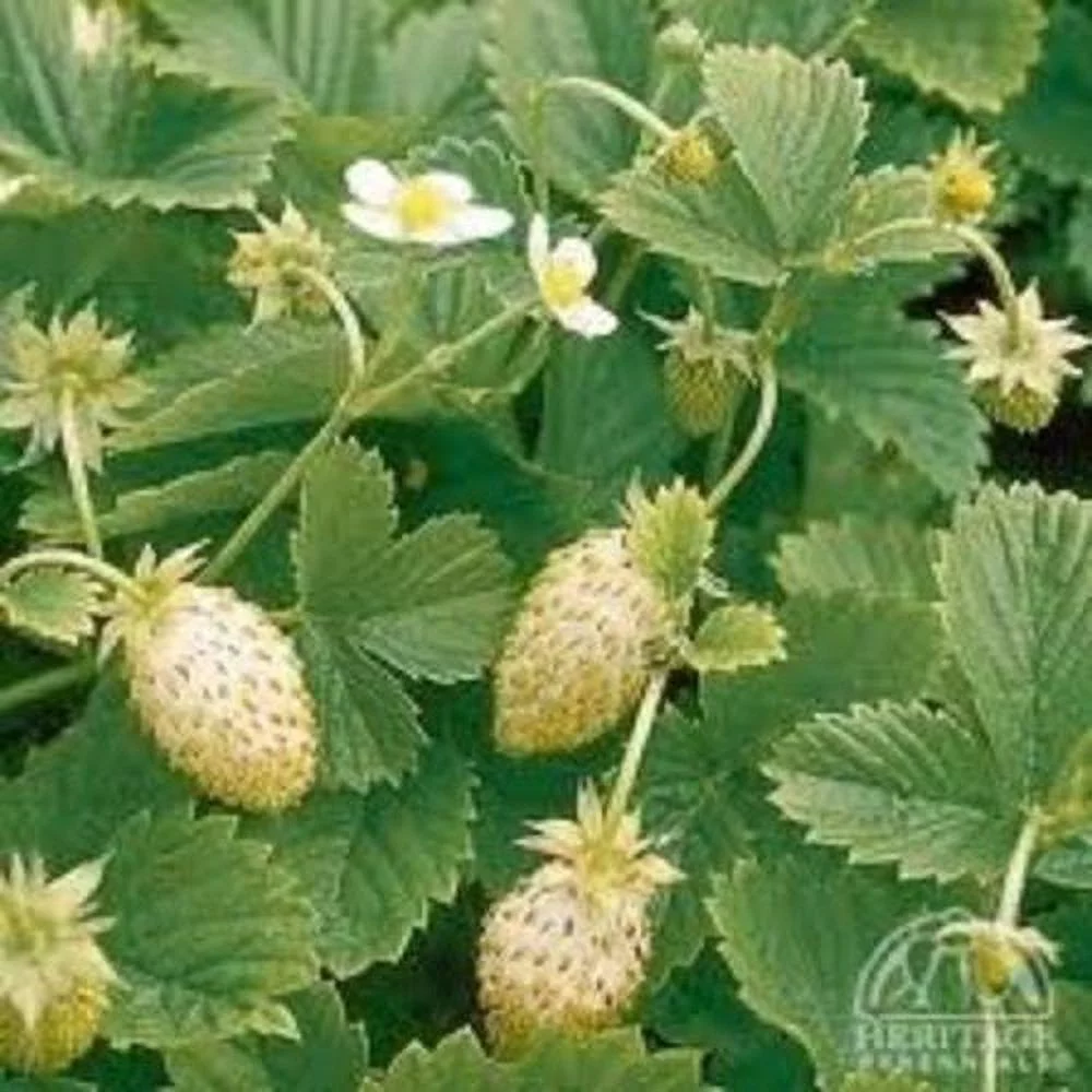 Strawberry Alpine Yellow Wonder Great Heirloom Vegetable 40 Seeds