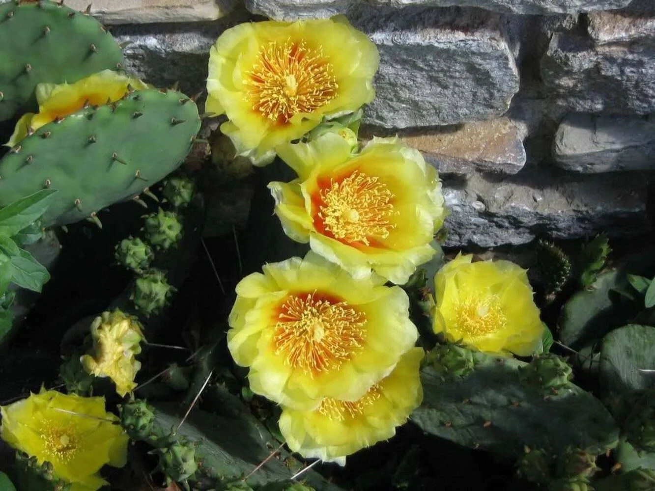 10 Yellow PRICKLY PEAR CACTUS Opuntia Ficus-Indica Flower Seeds