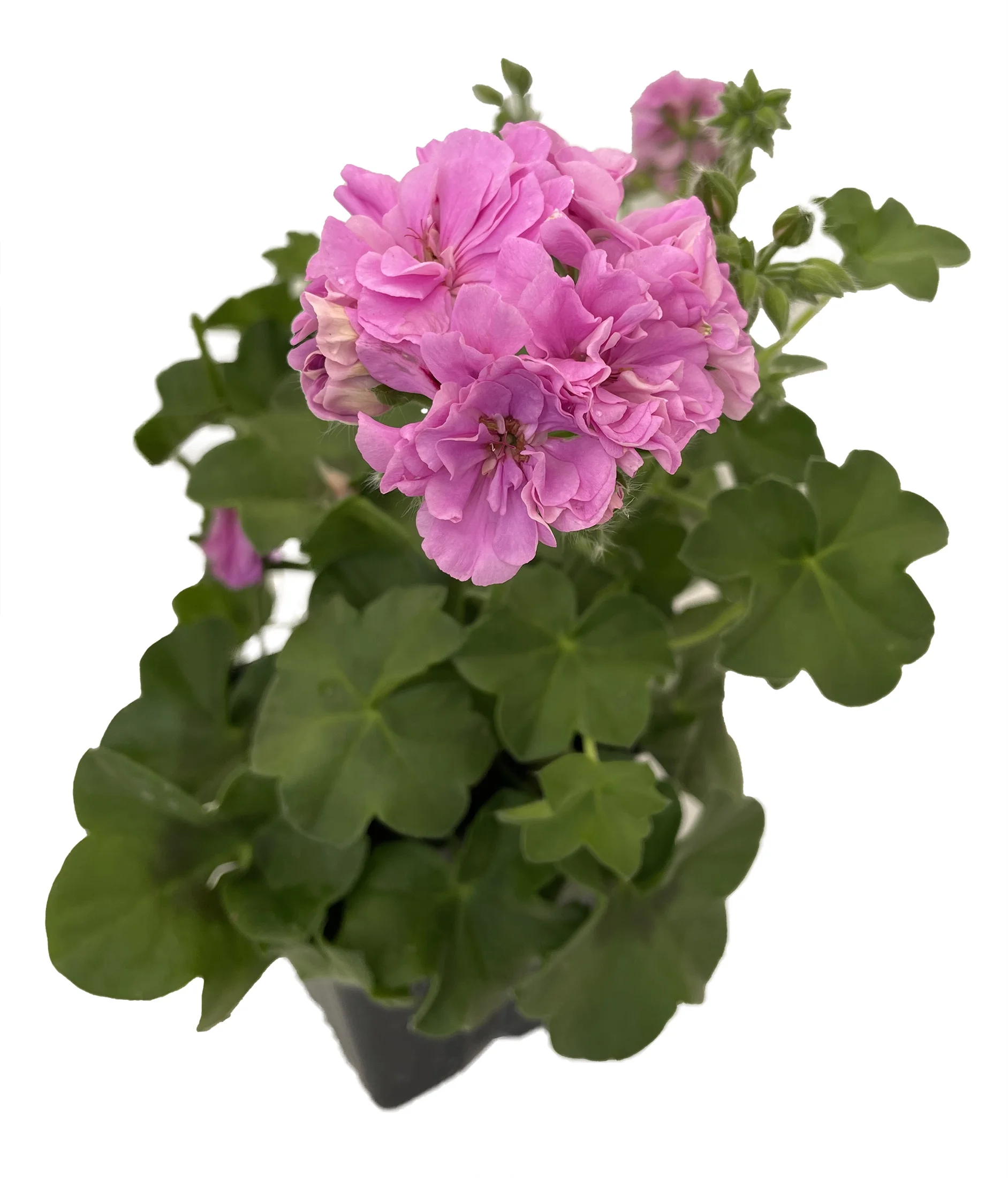 Great Balls of Fire™ Lavender Geranium Plant - 4