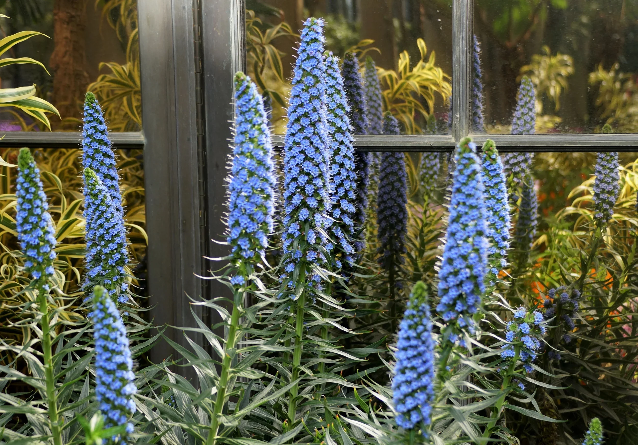 50 Blue PRIDE OF MADEIRA Echium Candicans Fastuosum Nectar Flower Seeds