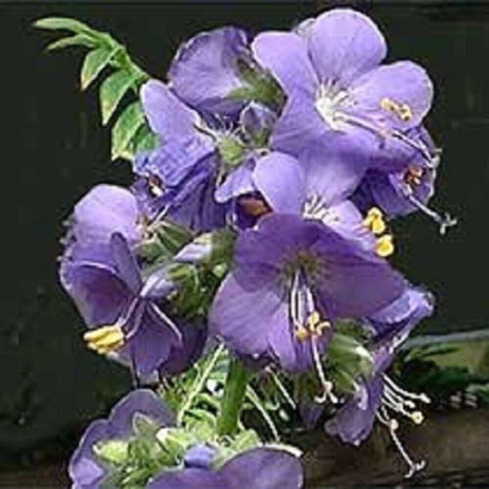 100 BLUE PEARL POLEMONIUM ( Jacobs Ladder ) Polemonium Caeruleum Flower Seeds