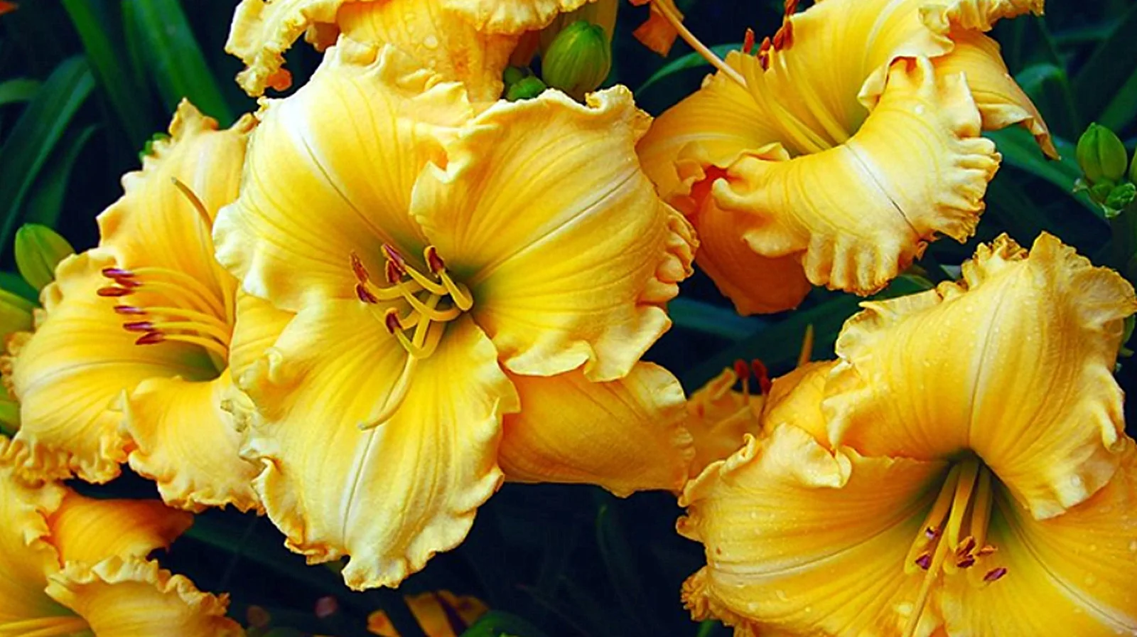Daylily Bulbs,  Daylilies ,Wild Daylilies,Flower Pots,Daylily Plant, Daylily,Daylily Bulbs Reblooming, Daylily Bulbs For Sale