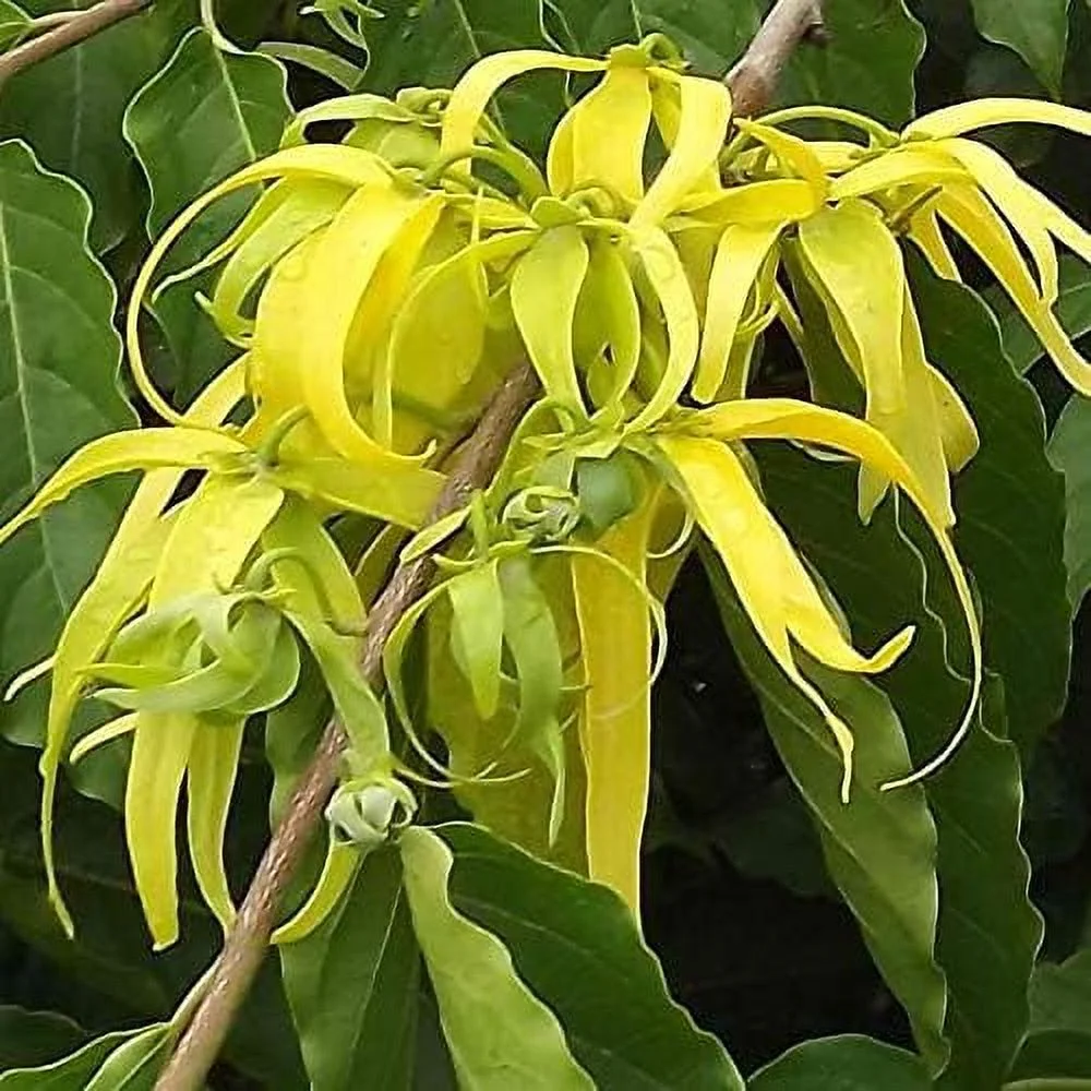 Ylang Ylang Seeds (Cananga odorata) Packet of 3 Seeds