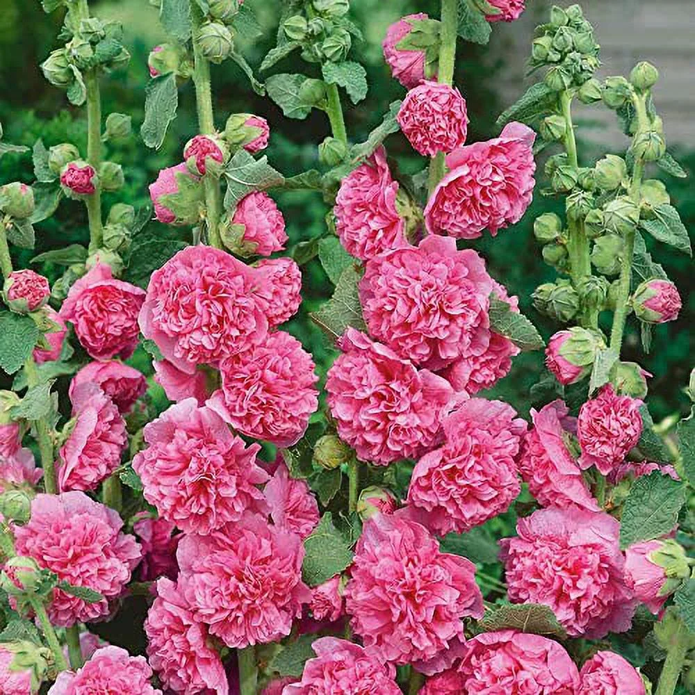 Pink Hollyhock 'Summer Carnival' Seeds Alcea Rosea Biennial or Short-Lived Perennial Easy Cultivation in Garden Patio Outdoor 15Pcs Flower Seeds by YEGAOL Garden