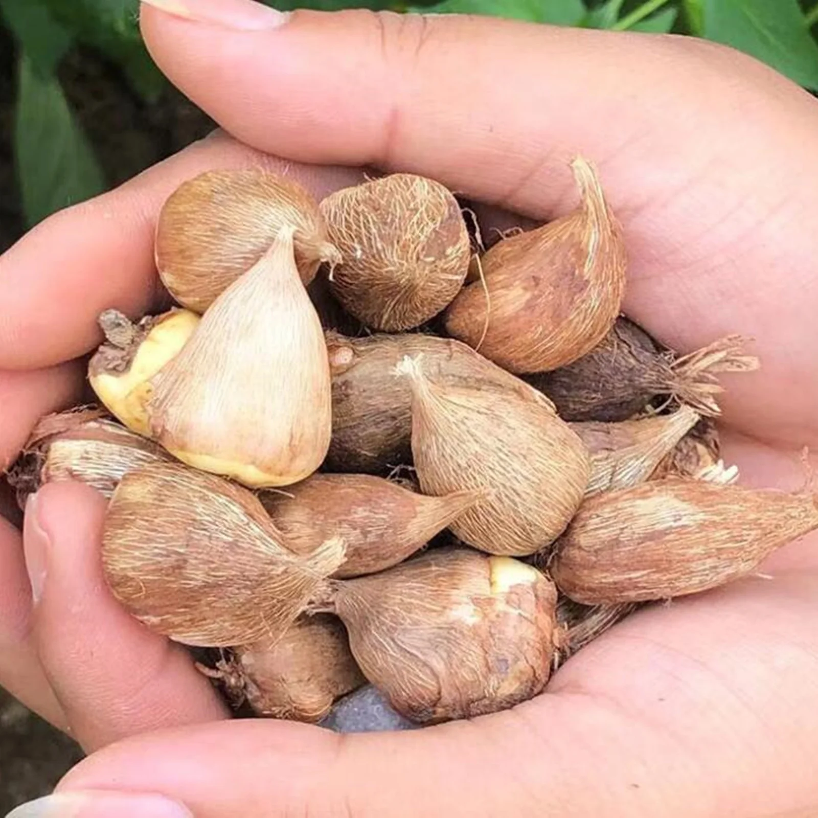 Freesia Bulbs, Beautiful Flower Shapes, Bulbous Flowers,Strong Fragrance, Blooming All Year Round, Freesia Bulbs Fragrant，Freesia Plant，Freesia Bulbs For Sale