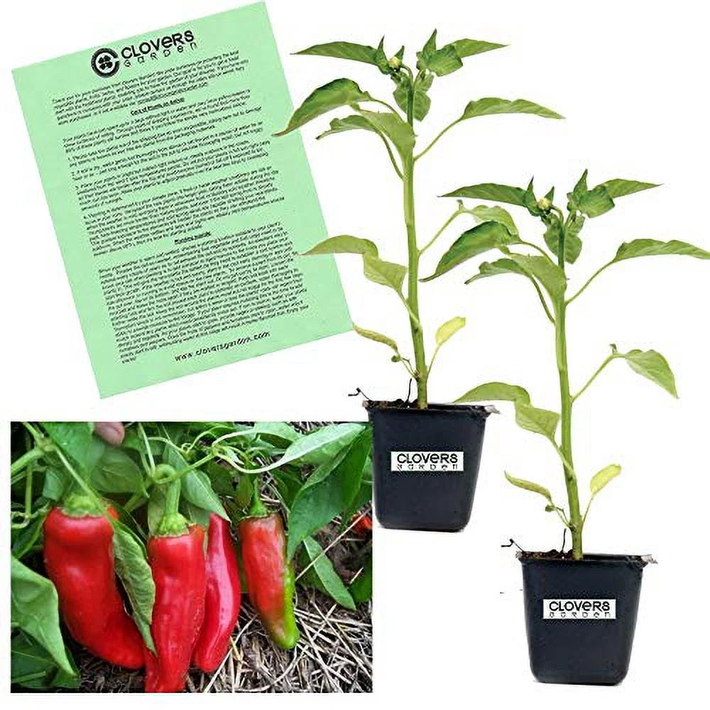 Clovers Garden Melrose Pepper- Non GMO Two (2) Live Plants – Not Seeds – in 3.5 Inch Pots
