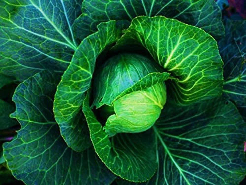 Copenhagen Market Early Cabbage Seeds for Planting, 300+ Heirloom Seeds Per Packet Non Gmo Seeds, Botanical Name Brassica oleracea, Great Home Garden Gift
