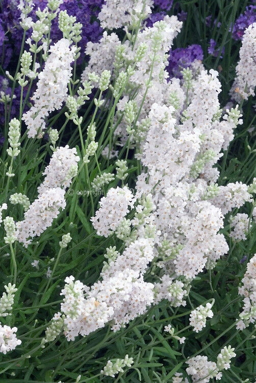 20+ LAVENDER, LAVANDULA ELLAGANCE WHITE SNOW / PERENNIAL FRAGRANT FLOWER SEEDS