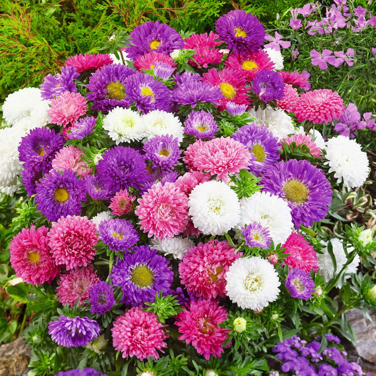 Aster Seeds (Dwarf) - Colour Carpet Mix - Packet - Pink/Purple/White Flower Seeds,  Open Pollinated Seed  Attracts Bees, Attracts Butterflies, Attracts Pollinators, Easy to Grow & Maintain, Container
