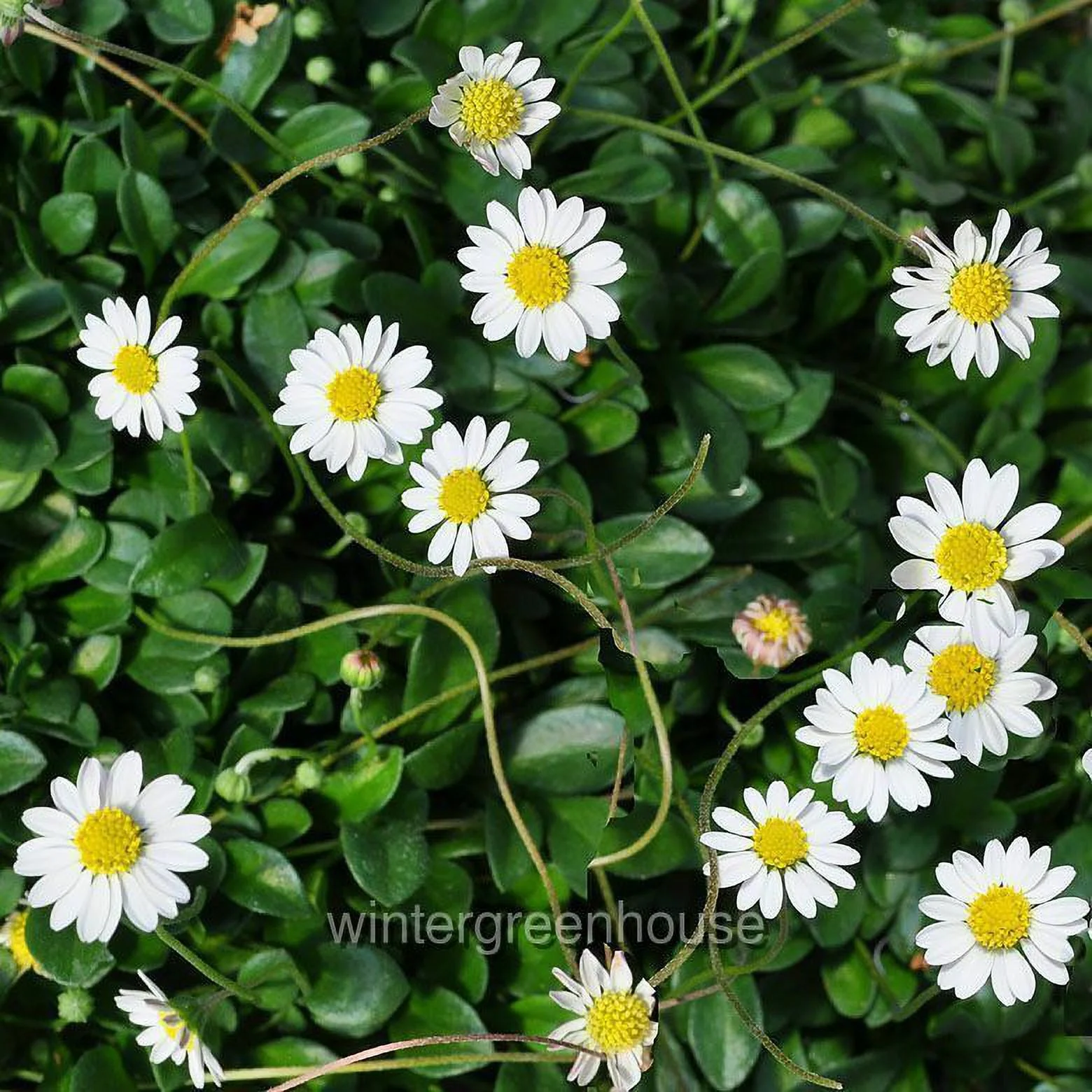 Bellium Minutum, Miniature Daisy - Pot Size: 3