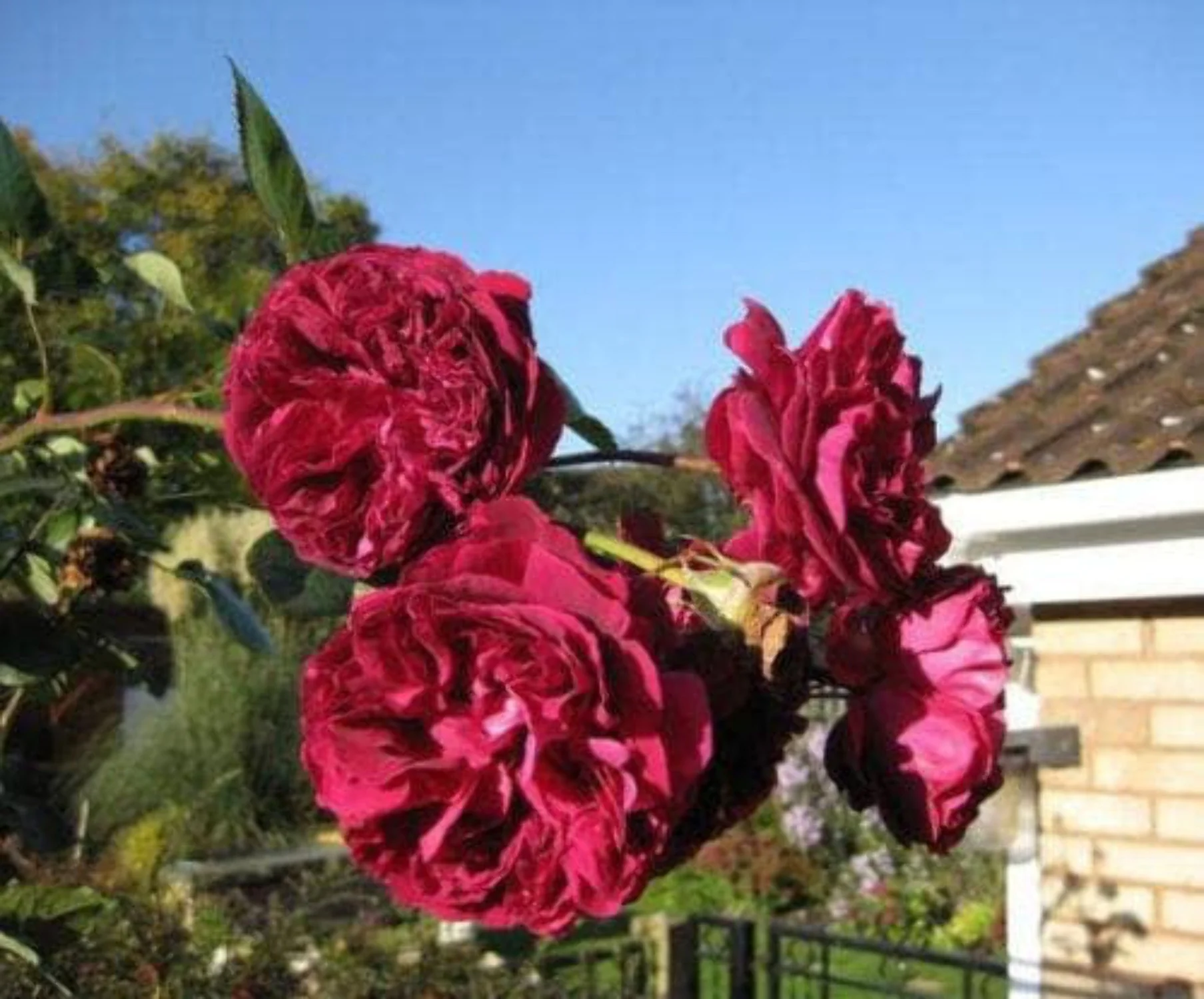 5 * SEEDS * BURGUNDY CLIMBING ROSE Red Rosa Bush Vine Climber Fragrant Flower Seeds