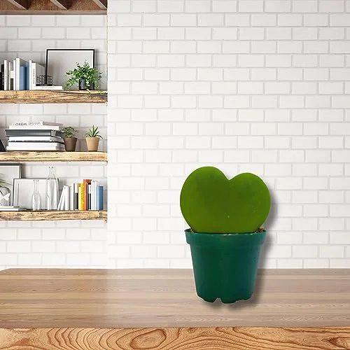 BubbleBlooms Green Hoya Kerrii Heart in a 2 inch Pot Sweetheart Mother's Day Plant